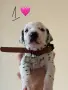 Кученце далматинец, снимка 10