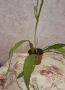 Епифилиум , снимка 4