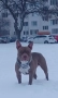 American bully pocket , снимка 9