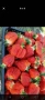 Продавам разсад ягоди, снимка 5