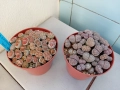 Живи камъчета - Lithops, снимка 2