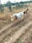 Свободен   пръч , снимка 1