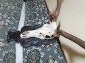Трофей от голям благороден елен с поставка от дъб–ръчна дърворезба., снимка 7