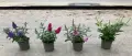 Buddleja davidii ‘Little Rockstars Red’ (Будлея червена – Литъл Рокстарс), снимка 3