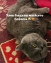Продавам шотландски клепоухи малки котенца 😻, снимка 11