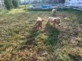 Кокер шпаниьол , момче и момиче с първа ваксина!, снимка 1