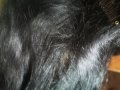 Чисто нова коса 100% естествен косъм,черен цвят, дължина 65 см със закопчаване на 4 реда, снимка 3
