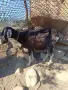 Продавам коза и овце, снимка 8