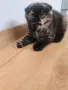 женско шотландско клепоухо коте с костенуркова шарка, снимка 4