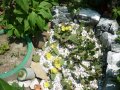 Студоустойчиви кактуси Опунция (Бодлива круша) подходящи за Вашата красива градина, снимка 11