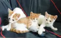 Подарявам малки котенца на три месеца, снимка 2