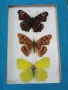 Пеперуди. Препарирани. Рамка. Естествени. Ръчно изработени , снимка 2