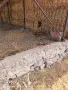 Чисто кръвна немска, снимка 1