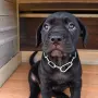 Продавам кученца Кане Корсо, снимка 1