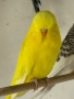 Разпродавам папагали, снимка 6