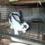 Продавам  зайци, снимка 5