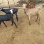 продавам 4 ярета, снимка 3