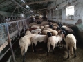 Продавам  овце и кочове, снимка 1