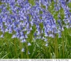 Испански хиацинтоидес, лъжезюмбюл – син (Hyacinthoides hispanica) – луковици, снимка 1