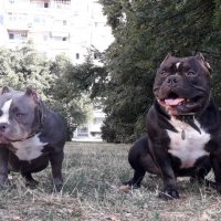 Американско Були Покет за РАЗПЛОД - АБКЦ / American Bully Pocket Open for Stud - ABKC, снимка 8 - Други - 35341335