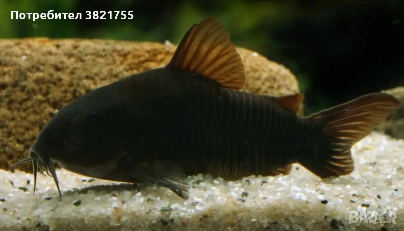 Сомче, сомче coridoras venezuela black, черен коридорас, снимка 1