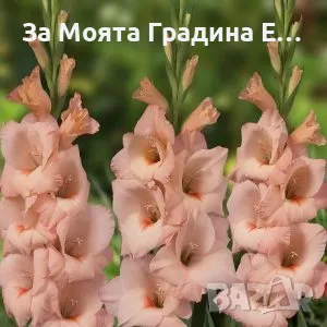 Гладиоли , снимка 1