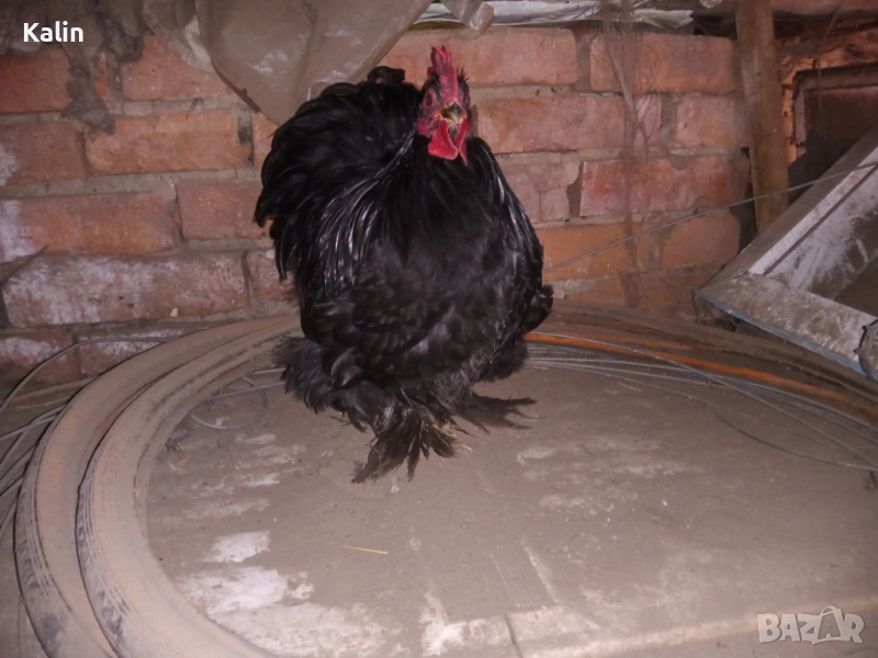 Продавам мини Кохин, снимка 1