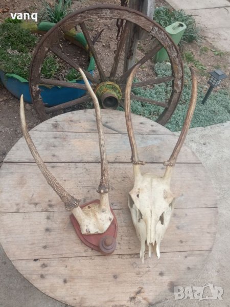 Еленски рога -трофей, снимка 1