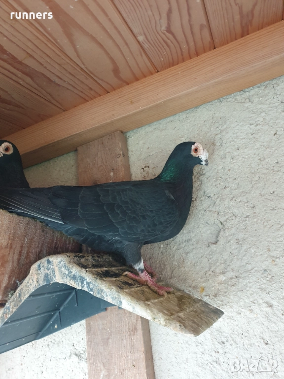 Гълъби , снимка 1