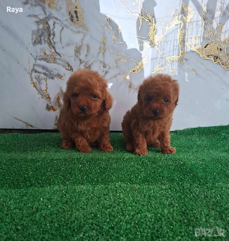  Той и мини пудели, снимка 1