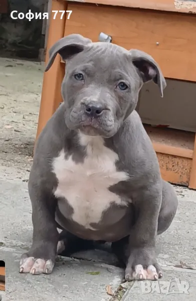 топ свободна американско були XL женска, снимка 1