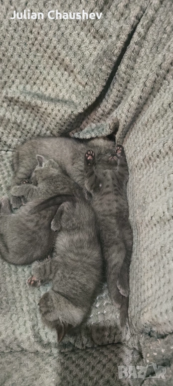 Британски късокосмести , снимка 1