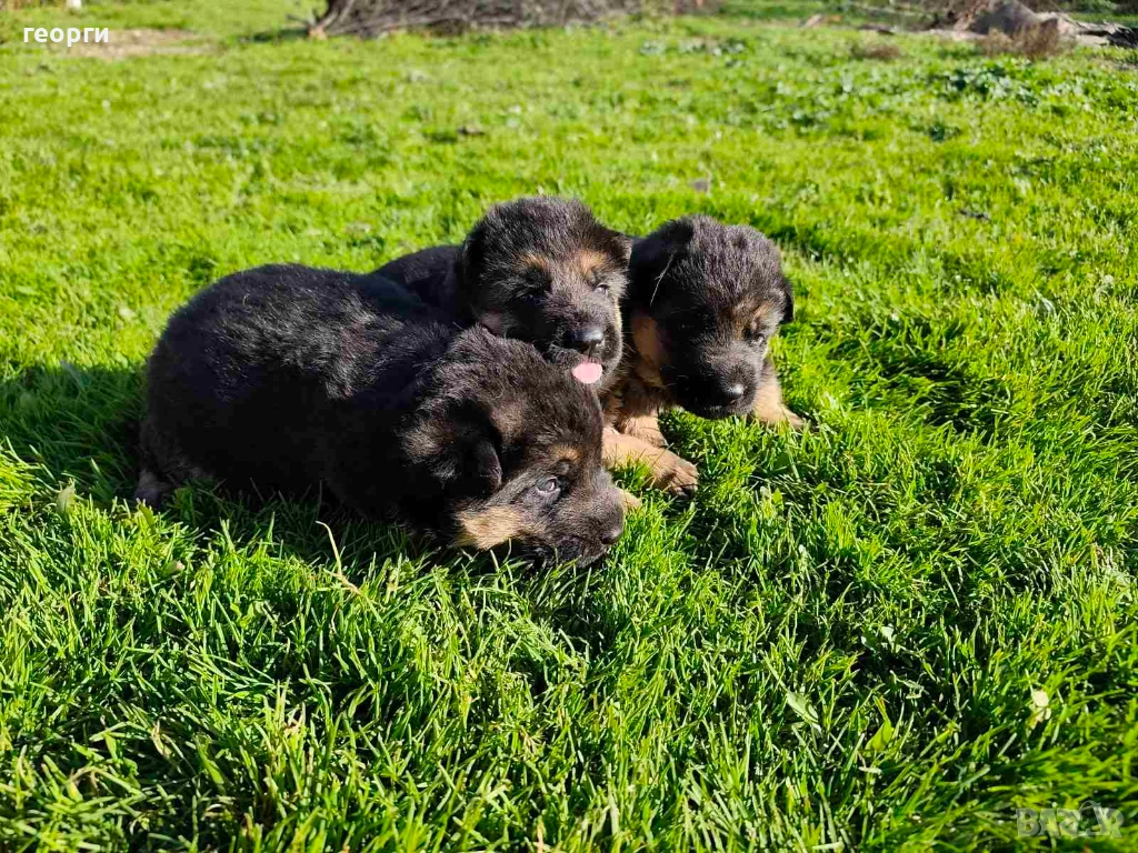 Малки Немски Овчарки, снимка 1