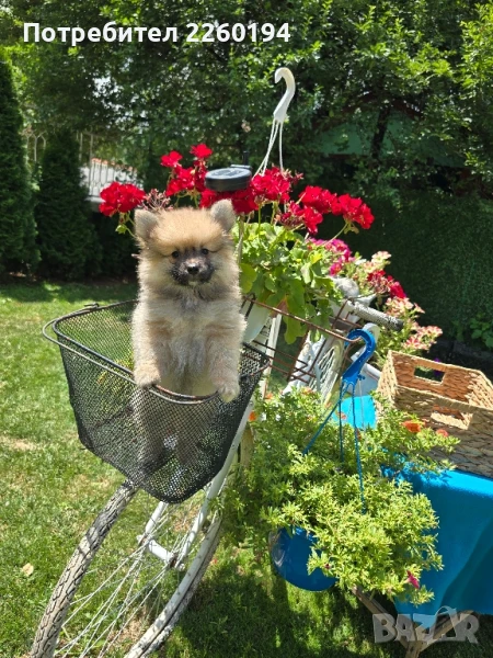 Померан Померанче , снимка 1