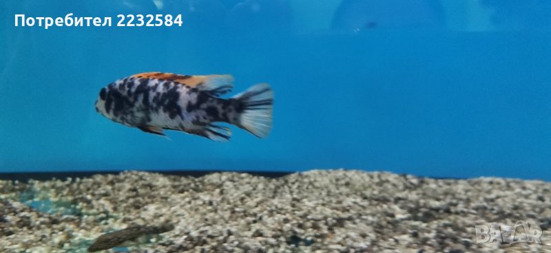 Рибки Африкански цихлиди, снимка 1