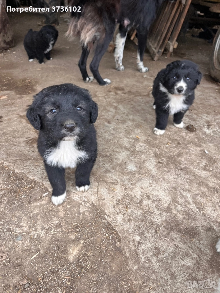 Каракачански Овчарки , снимка 1