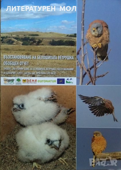 Възстановяване на белошипата ветрушка: Обобщен отчет, снимка 1