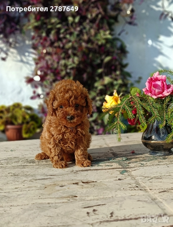 Той пудел, снимка 1