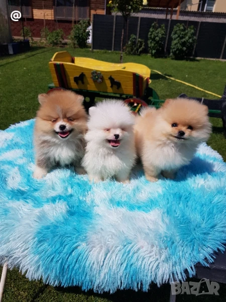 Померан померанчета г. Гр. София, снимка 1