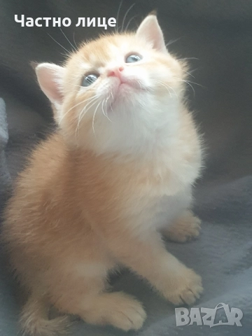 Шотландски котета златна чинчила., снимка 11 - Чинчили - 52171934