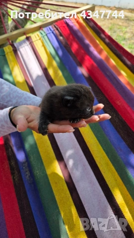 Подарявам три малки котенца. , снимка 9 - Други - 54358034