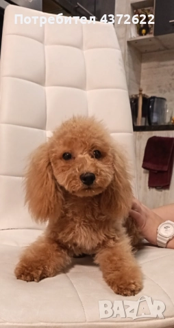 Той Пудел - момиче, снимка 3 - Пудели - 52665975