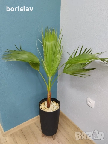 Палми Трахикарпус и Вашингтон