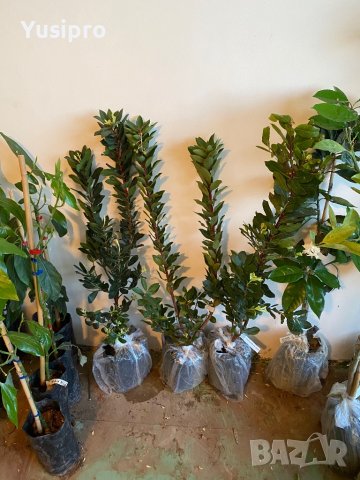 Лимон Мандарина Портокал Помело Лайм Лаймкуат Кумкуат Мандаринкуат, снимка 7 - Градински цветя и растения - 34694760