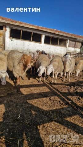 Овце млечно направлиние, снимка 3 - Овце - 52627689