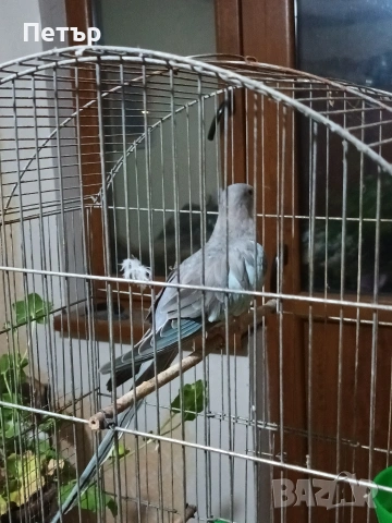 Женски принцов папагал Александрино. , снимка 4 - Папагали - 53147057