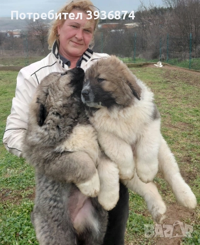 кавказка овчарка