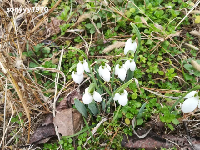 КОКИЧЕНЦА ЗА МОМИЧЕНЦА-СВЕЖА РЕКОЛТА 20025Г 0102251725, снимка 5 - Градински цветя и растения - 48920514