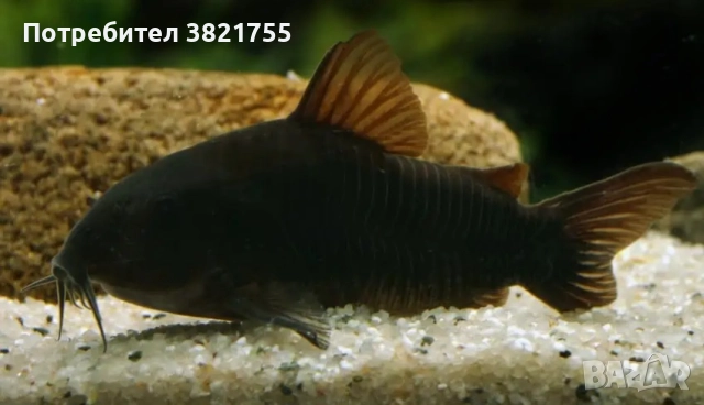 Сомче, сомче coridoras venezuela black, черен коридорас