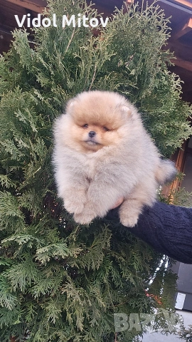 Мини Померан момче 
